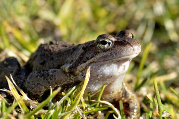 Frog on green grass, close up.