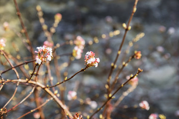  first spring flowers bloom under the rays of the first spring sun.