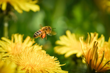 Biene fliegt zwischen Löwenzahnblüten