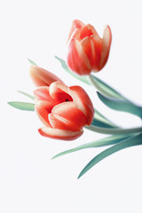 Three beautiful red tulips on white background