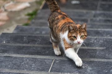 Photo cute cat in the old district of Istanbul, yard cat.