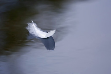 bird floats on the water surface