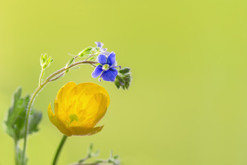 Hahnefuß Pflanze gelb und blau mit Hintergrund grün