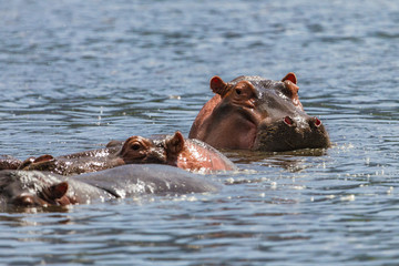Fototapeta premium Hippopotamus at Ngorongoro Conservation Area, Tanzania.