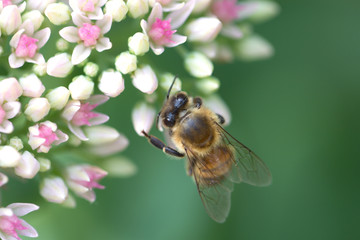 Bee on a flower of the Sedum (Stonecrop) in blossom. Bee on the pink Flower in the green Nature