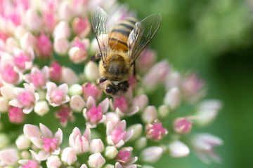 Bee on a flower of the Sedum (Stonecrop) in blossom. Bee on the pink Flower in the green Nature