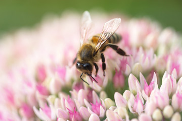 Bee on a flower of the Sedum (Stonecrop) in blossom. Bee on the pink Flower in the green Nature