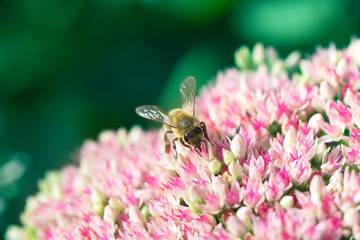 Bee on a flower of the Sedum (Stonecrop) in blossom. Bee on the pink Flower in the green Nature