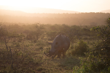 Fototapeta premium Breitmaulnashorn bei Safari in Südafrika Nashorn im Sonnenuntergang
