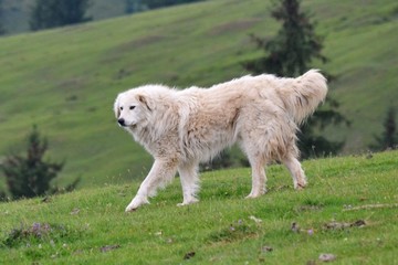 the pastor of the mountain