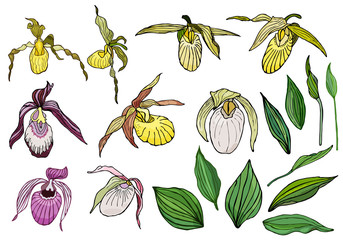 Hand drawn set of orchid flowers.