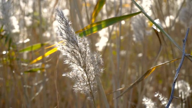 Seeing the sun and light flares through a row of moving reeds.