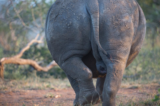 Großer Hintern eines Nashorn bei Safari in Südafrika