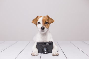 cute small dog sitting on the white floor. Looking intelligent and curious. Vintage camera besides him. Pets indoors