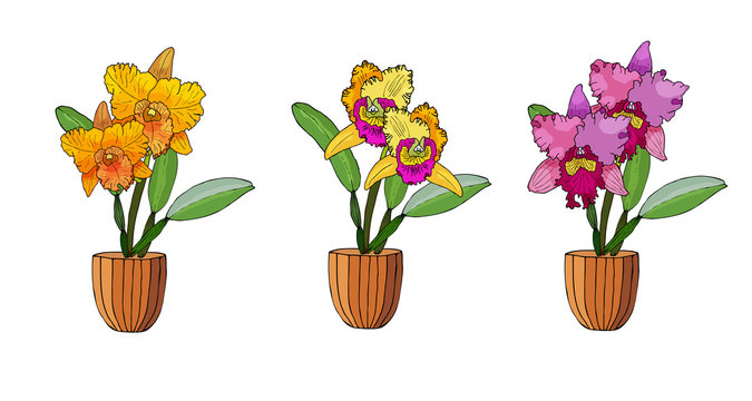Hand drawn set of orchids in flower pots.
