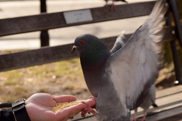 Pigeons in the park eating corn from a woman's hand. 