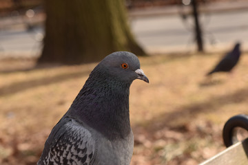 Pigeons in the park with a brown background
