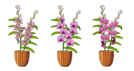 Hand drawn set of orchids in flower pots.