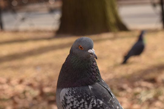 Pigeons in the park with a brown background