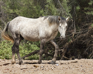 Obraz na płótnie Canvas Wild Horses at the Lower Salt River near Mesa, Arizona USA