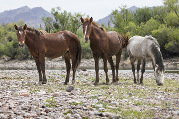 Fototapeta premium Wild Horses at the Lower Salt River near Mesa, Arizona USA