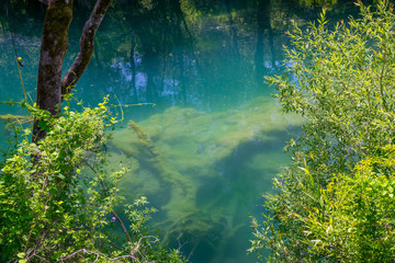 A huge old snag is sticking out under the water.