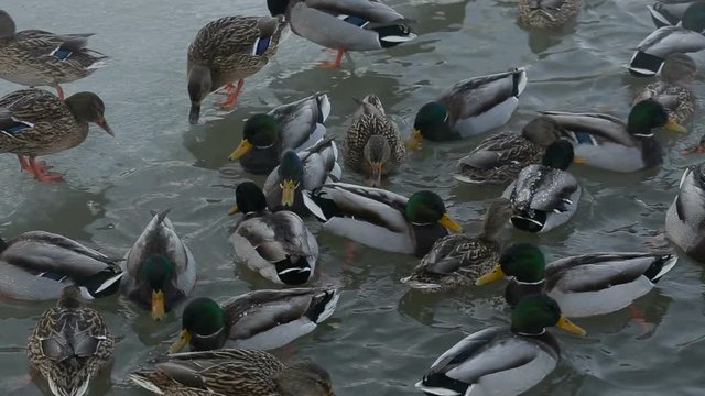 ducks breed mallards swim in the lake, fighting for food.