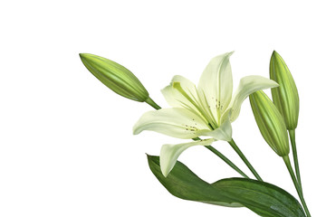 Bright lily flowers isolated on white background.