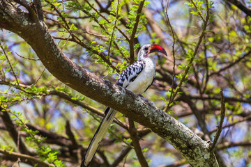 Tanzanian red-billed hornbill. Tarangire National Park, Tanzania.