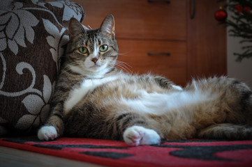 Cat: I can't eat anymore