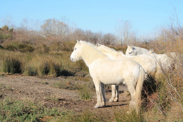 Obraz premium Chevaux blancs de Camargue, Le Gard, France