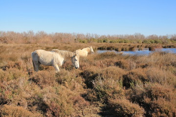 Chevaux blancs de Camargue, Le Gard, France