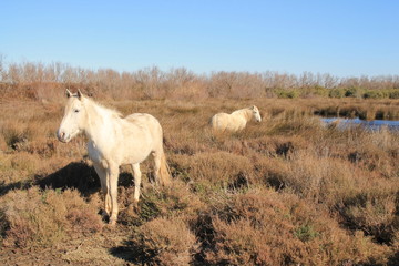 Chevaux blancs de Camargue, Le Gard, France