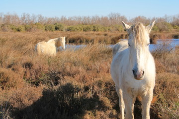 Chevaux blancs de Camargue, Le Gard, France