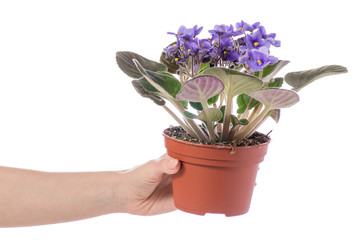 Violet in a pot in hand