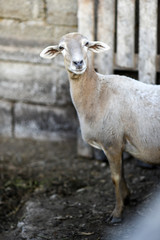 Naklejka na ściany i meble Portrait of a sheep in the yard on a farm.