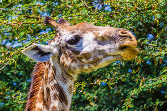 Giraffe in Tarangire National Park, Tanzania.