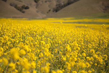 Obraz premium yellow mustard flowers in bloom sonoma california