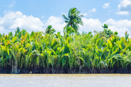 Vietnam, Can Tho, Wasserpalmen am Ufer des Flusses Mekong