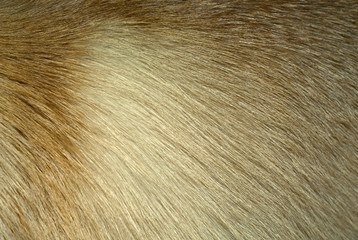 background, texture: fox fur closeup