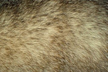background, texture: badger fur closeup