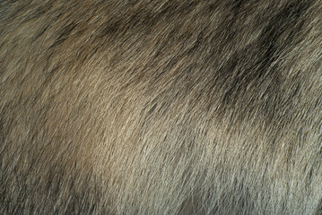 background, texture: fur of a raccoon dog closeup..