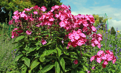 Giverny, jardin de Claude Monet	