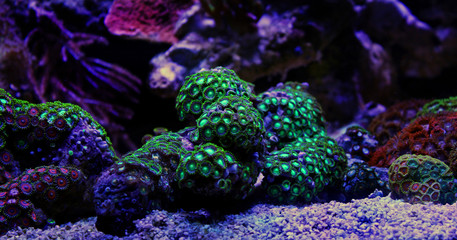 Zoas coral colony garden in coral reef aquarium tank