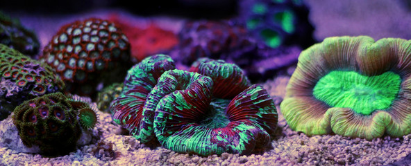 Fototapeta premium Open brain lps reef coral