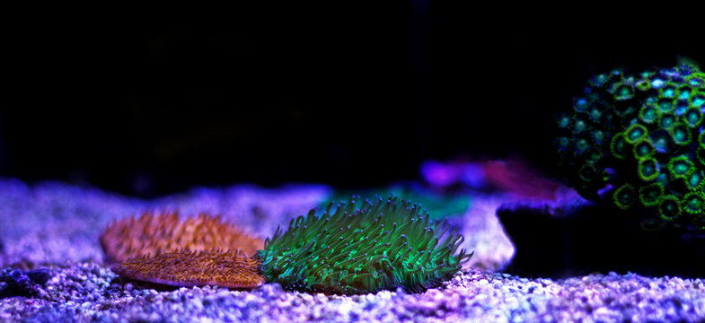 Fungia LPS coral