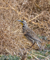 Meadowlark in dry grass at Valle de Oro national wildlife refuge south of Albuquerque, New Mexico