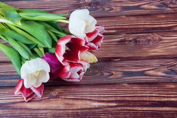 Several fresh spring tulips laying on bright wooden background