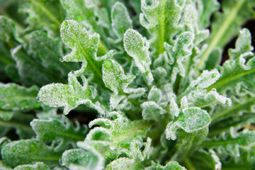 Lettuce leaf with iced drops of water