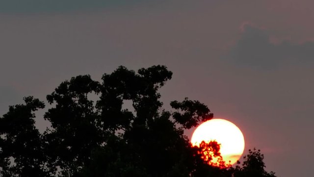 2056 Sun Setting Behind Trees Time Lapse, HD